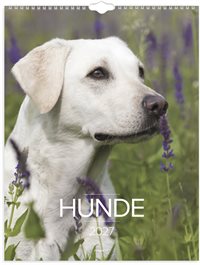 Mayland Vægkalender Hunde 2027 nr. 27066320