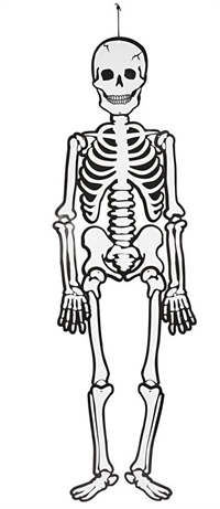 Skelet, Højde: 120cm, 300g, hvid,